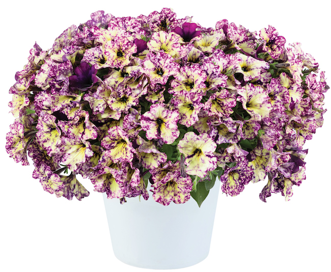 �����-������� � ������� � ���������