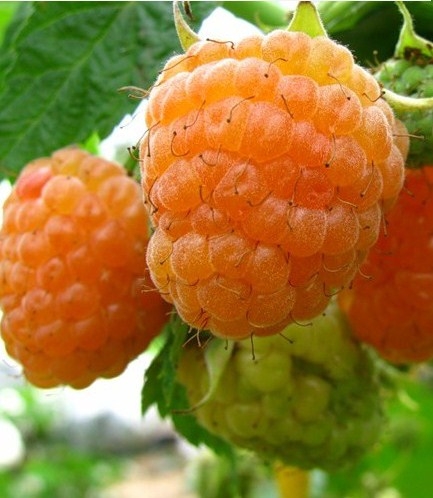 ���� ������� �� 29.11 - ���o��r�� �o�ck! - ������� ������ � �������� ���! - �������� ������� � ����������: ������, �����, ��������, ������, ���������. � ��� �� ������������ � ���������� ��������, ����� ����, ���������, ����� - ����������� �����, ������