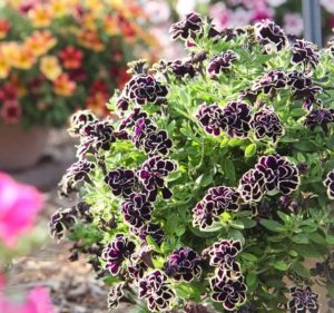 ���� ������� �� 6.12. ������������ ������� - ���������, �������������, �����������, ��������, � ��. � ����� ���������� � ������. ��������� �� ������ 2021