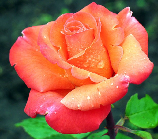 ���� ������� �� 29.11 - ���o��r�� �o�ck! - ������� ������ � �������� ���! - �������� ������� � ����������: ������, �����, ��������, ������, ���������. � ��� �� ������������ � ���������� ��������, ����� ����, ���������, ����� - ��������� 2021