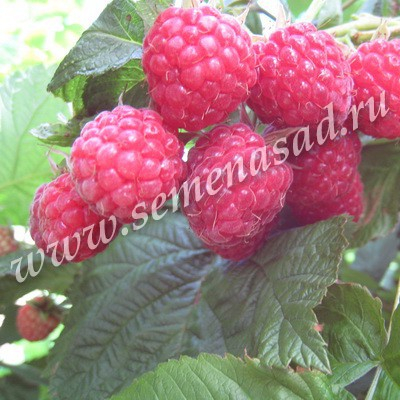 ������ �� ������ ������� - ����� ���������� ����!