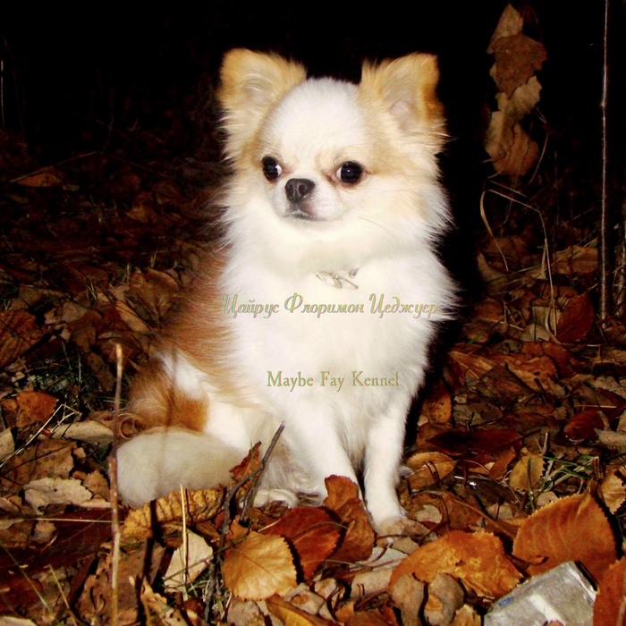 ����� � �������� ����� ���