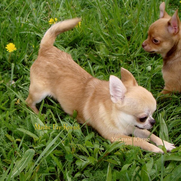 �������� ����-����