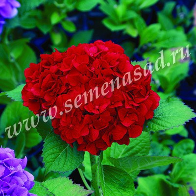 � � ��� ���� ������� ���������?! - ������������ �������������� ��� �����!-�������� ��� �����������! - ��������� ����� 2021