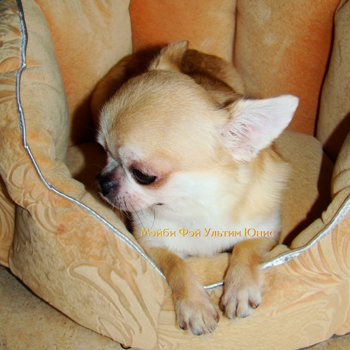 ���, ����, ������� ����������� ����-���� �������� ����� ��� ������ ����