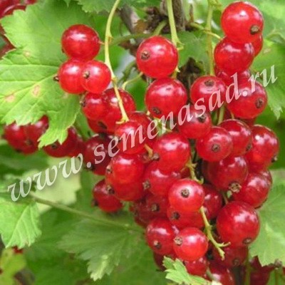 ��������������� �����! - ��������� ������� � ����