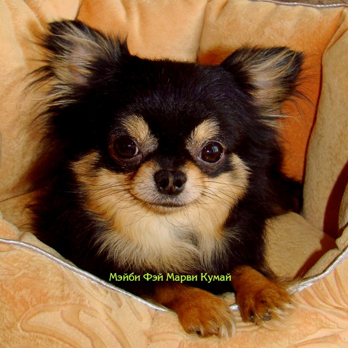 ���� �������� � 2 ���� ����� 1 �� 460 �����