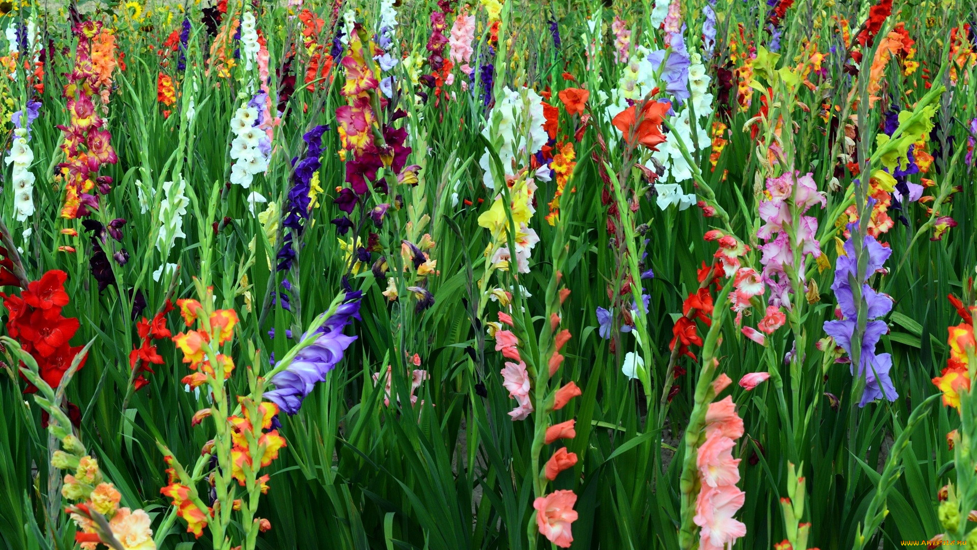 ���� �������. 10.02 ����� ��� � ��� �� ������! ������ � ����� ������ ����� ����������� �� ���������! ��������� �� ���