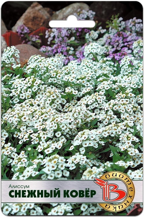 ���� �������. ������, �������� �����, ������������, ��������� ������� �� �������� ����������.