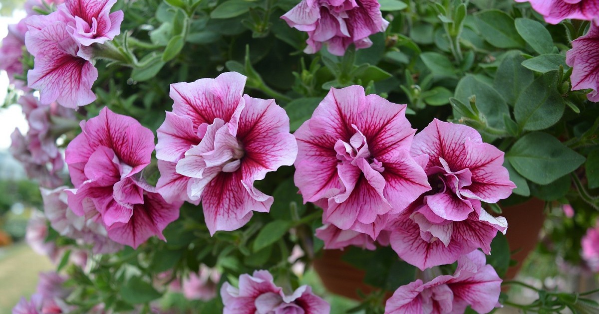 ����� �������! ����� �������� ������� � ���������� - ����� 2 �� �������! ����� ���� �� �������-������� �����������!