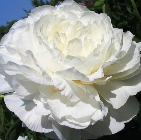 ��� ���� ���������� - ����� ������� �� ����� ������!