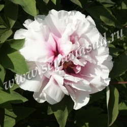 �������� � ���� ����! - ���� ����������� (�������� �� ���� �����������) ���������� ����