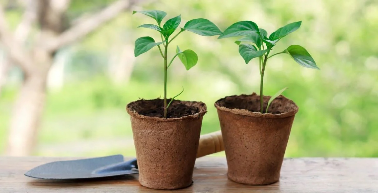 ���� �� 13.02. ������� ��������! ��� � ����� �����: ������ ��� �������, �����, ������, ���������, ������