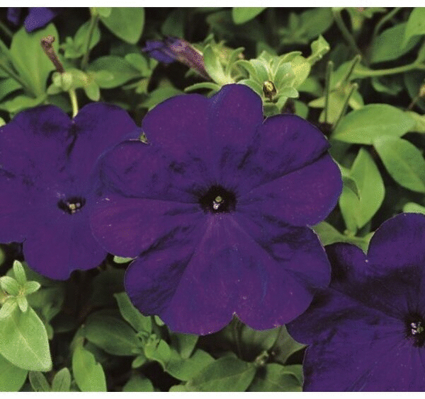 ������� � ����� ����. ����� - ���������� ���