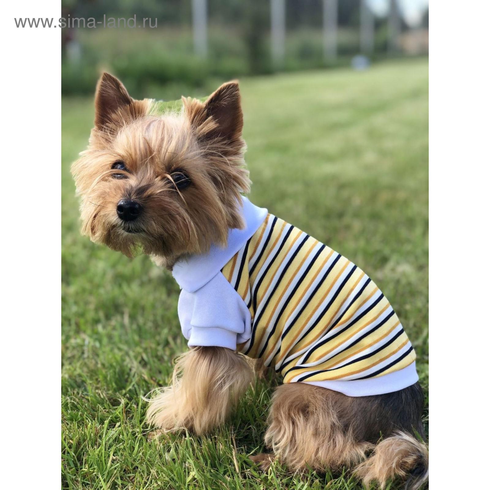 ���� �������. � ������� � ����� �������� - 5. ���������. ���������, ����������, �����, �������, ���������, �����������, �������, ������ ��� �������������������� �������� � ������ ������