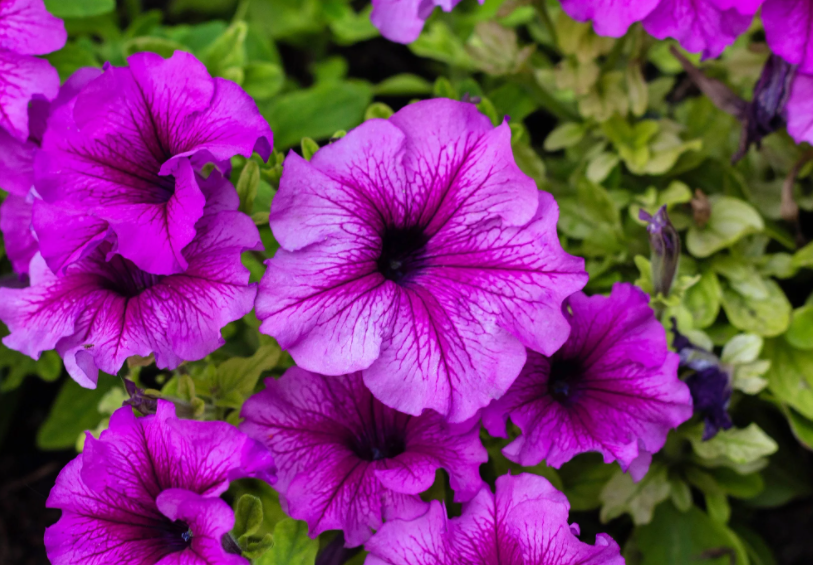 ���� ������� �� 31 ����� 2021. ������� �������, �������, �������(��������), �����, �������, ��������� 1-2021