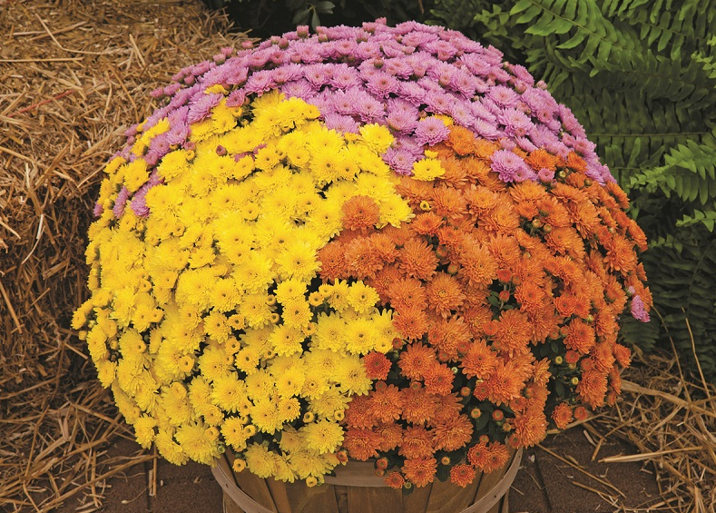 ���� ������� �� 15 ����� 2021. ������� ���������� (�����������). ������ ���������� ����������� ������ ������.