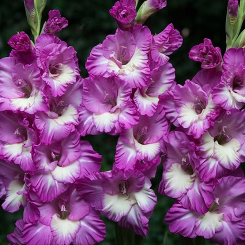 �������! ���� ��������� ���� ��������� ���� 52 ��� �� �������� �� 3 ��.