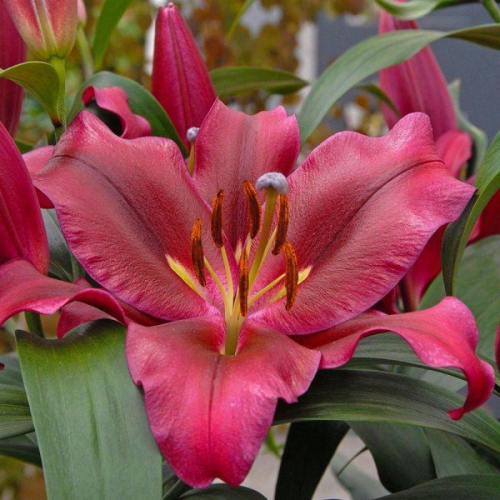 ������� �������� �� �� ��*�*��. �����, ������, ��������, �����, ��������� � ��. ���������� ����������! 2021/4 