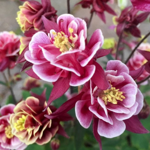 ���� �� ������������� ����� 2021 . ������ ���� ���. �ӣ � �����