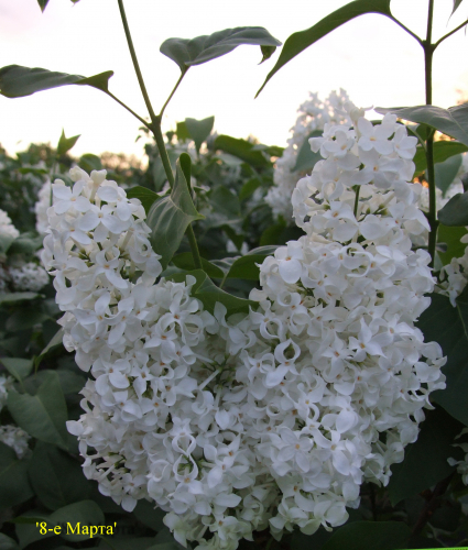 ���� ��������� ������ ������ 2021 . ������ ���� ���. �ӣ � �����