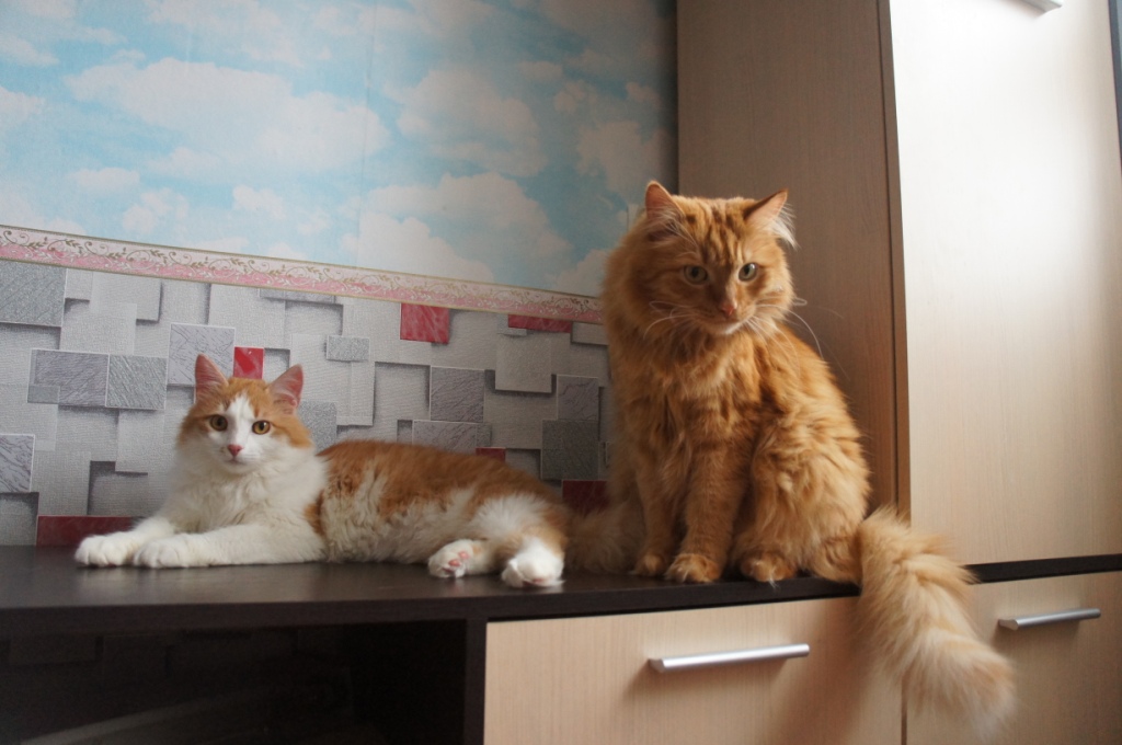 � ���� ����� ���� ���� ����� - ������-������ � ������-2