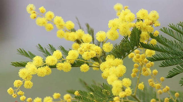 ��� �����