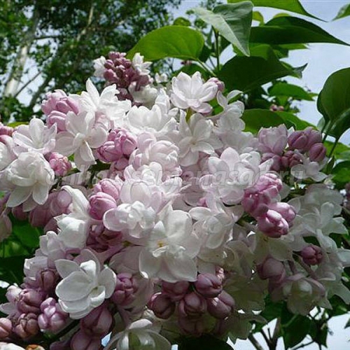 ������ ��������� ������ - ������ �� ������� ���� ����������� ������ � �������� �������� � ��������-������ ����� ���������� ��������.