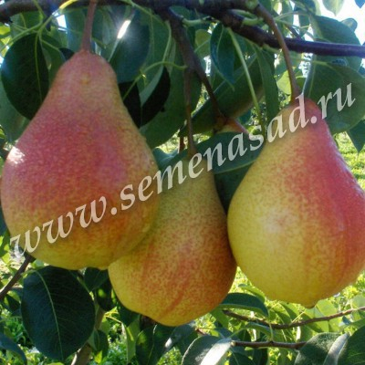 �������� ������� ����!  - ����� � �������, ������� ����� ������!