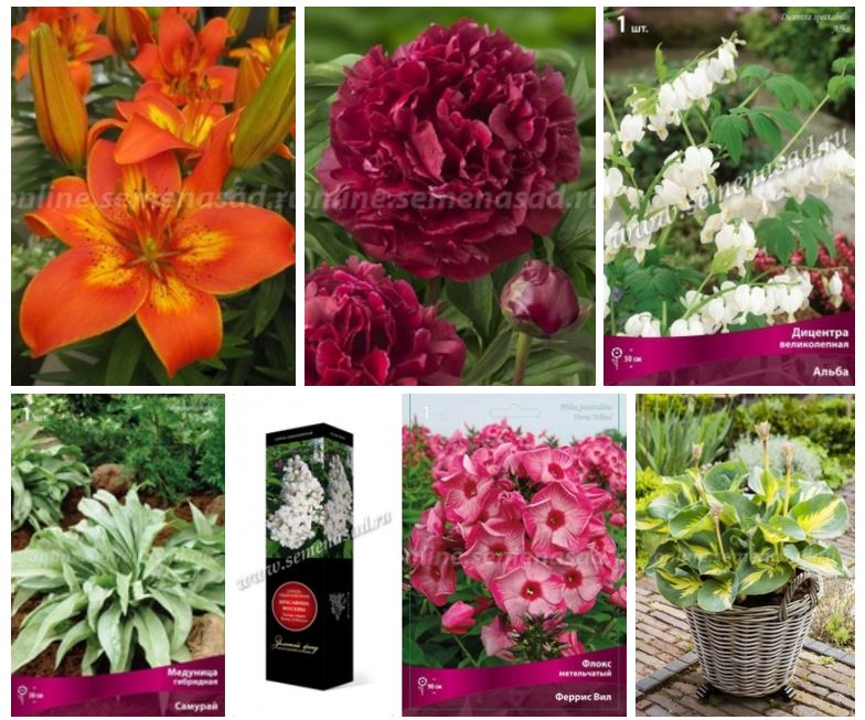 �����, �����, ������, ��������, �����, ������ � �� - ��� � �������! ���������� ����������!