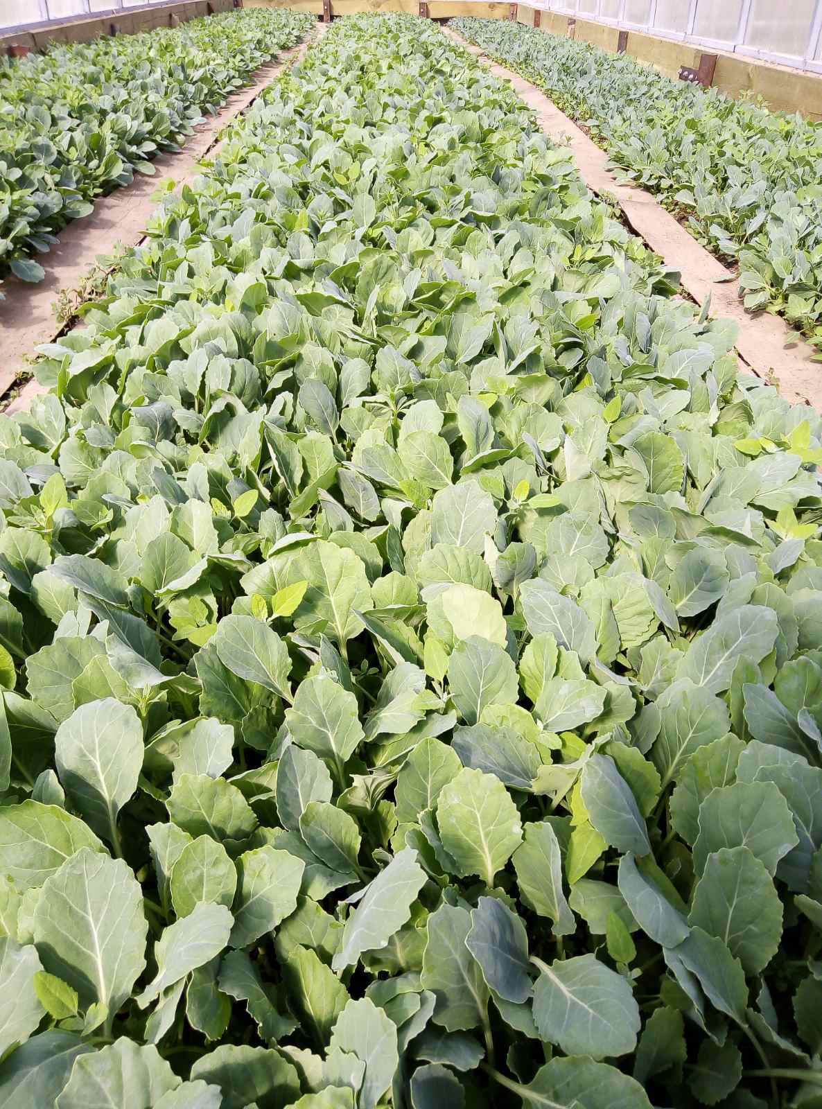 ���� ������� �� 20.04. �������� ������� �������, ��������� �����������