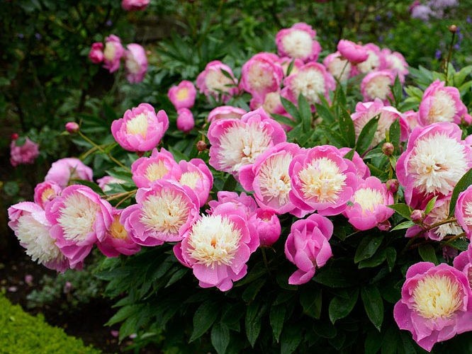 ���� �������� - ������ �������� �����, ������ ��������-�������, �������, ��������� - �� 20 ��