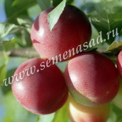 ����� ������� (�����) ��������������� - ����� 250 ��� �� ���������� ������������� ������� 1,5 �����, ���