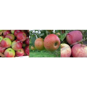 ������-��� (2-3�����) ������ /������ ��������/ 3 ����� ���� - �������� - �������