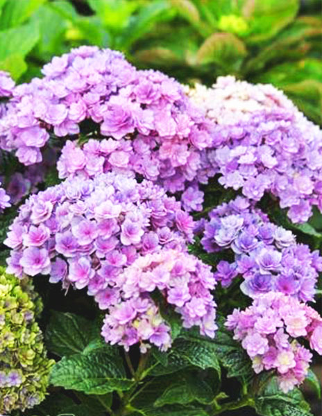 ���� �� 15.08 ��������� �� ������� � ����������� ����� ���������