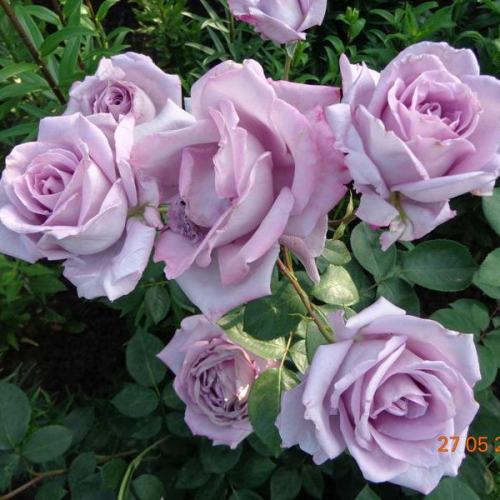 ��� ����������! �������� ��-��: ���� ���� ����� �� 2-2,5 �. ������ �������, ��������� 9-11 ��, ��������, ������� ��������-�������. ����� ����� �������� ������. ������ � ���� �� ��������