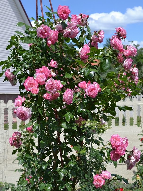 ���� ��� ������� ����� ������������ ��������� ������ ���������� �������� ���� ���� �������� ��������� ��������� ���������� �� �� ��������� �������. �������� �� ������� ��������, �� ������ ������ ����������.���� 260 ���