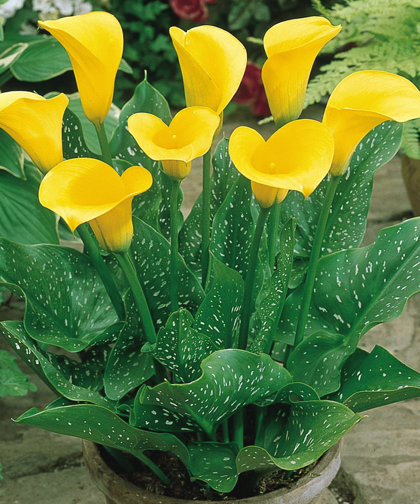 ���������� ����� � ������������