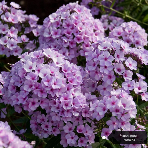 ���� �������. ������ ������ ������. (�� 09.05).