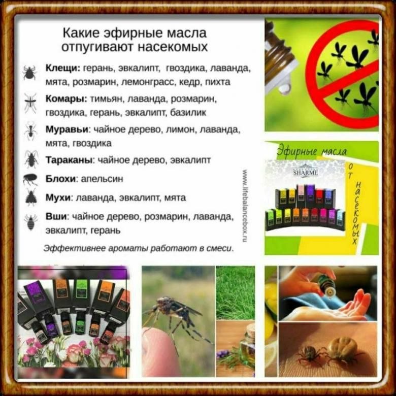 ������� ����������� ������ �� ������ ������� ����� �� ���������-��������� 