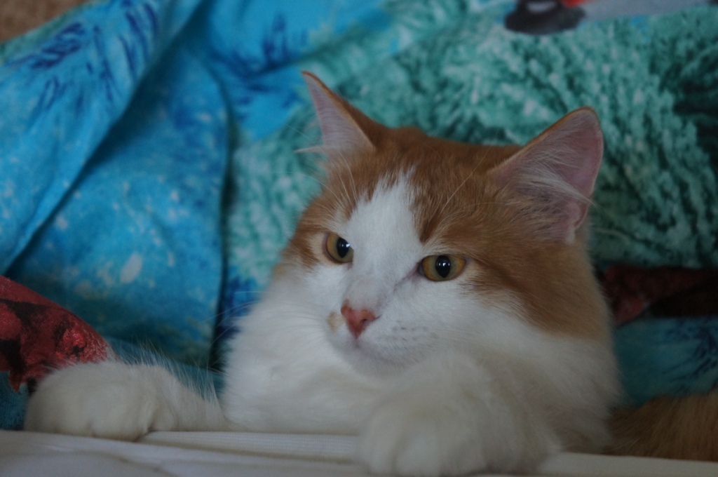 ���� �������� ���������. ����� �������� ������ ����� ���.