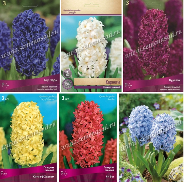 �������� - ���� �� ����� �������� ���������� �����������. ��� ���������� ��������� ������ � ����������� ������� �������� ��������, � ����� ������ ������������ �������� �������������� ������� � ������ ��������.