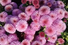  ���� �� 01.06. ���������-��������� �������! ���������, ����������, �������, �������, ������. ��������,������ , ��������� � ������. ��� ����!!!!  