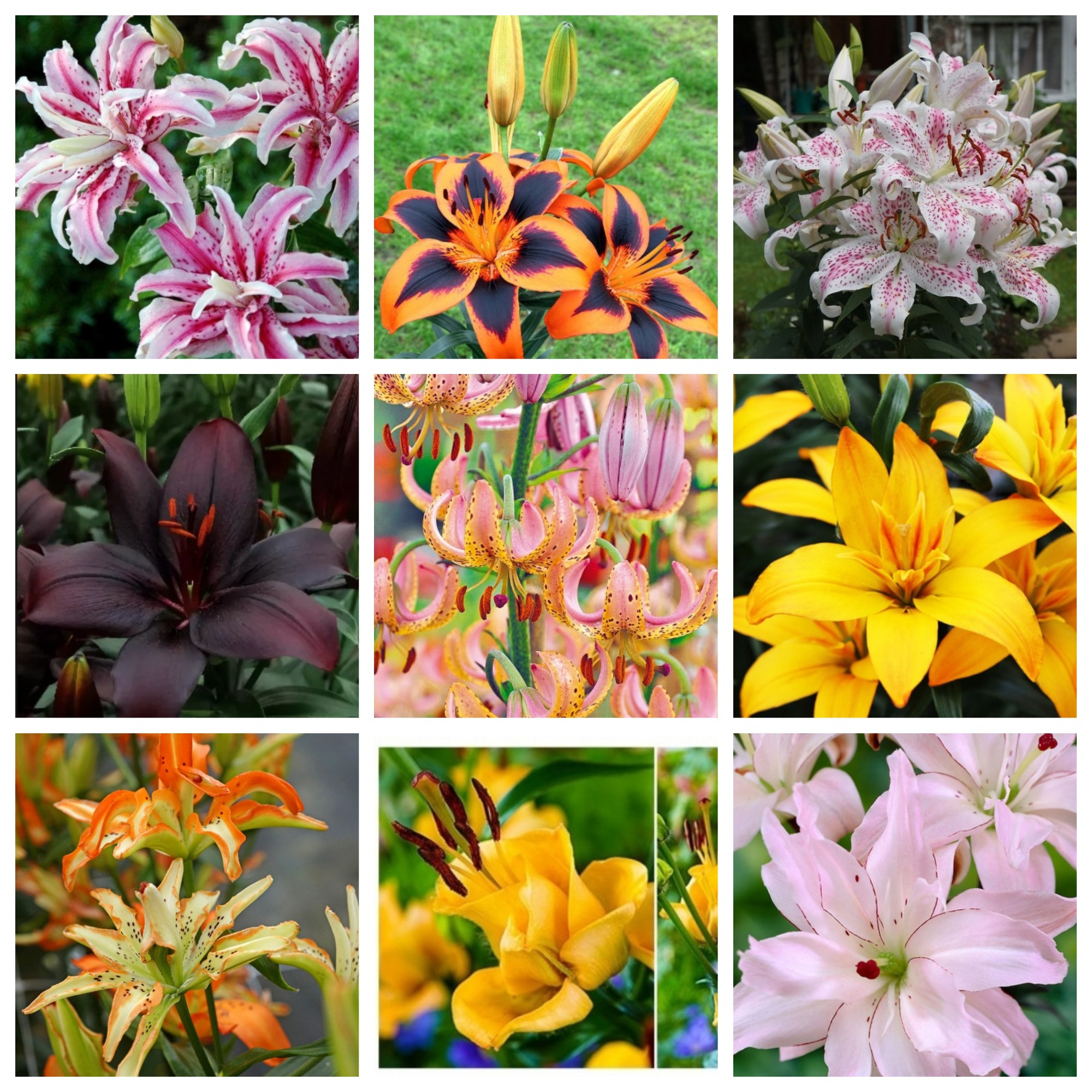 ���� �� 11 ����. �ӣ � ������� ����� � ������� 0,8-1,5 ����� ����� 200 ������. �������, ��������, ����������� ������. ������� �������