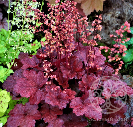 �������� �������