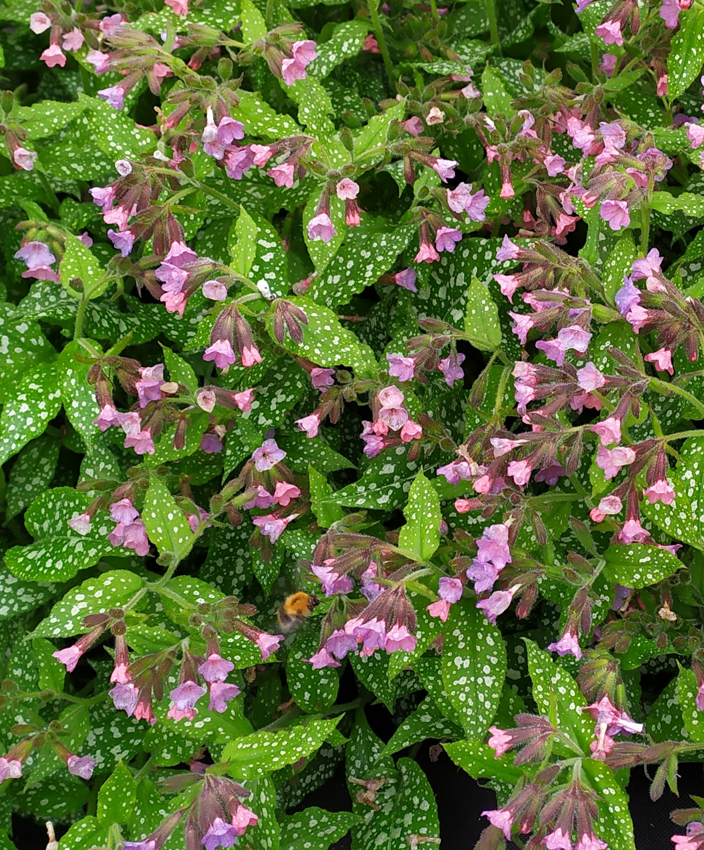 ���� ����� �� �������� - ��� ������, ������ � �������