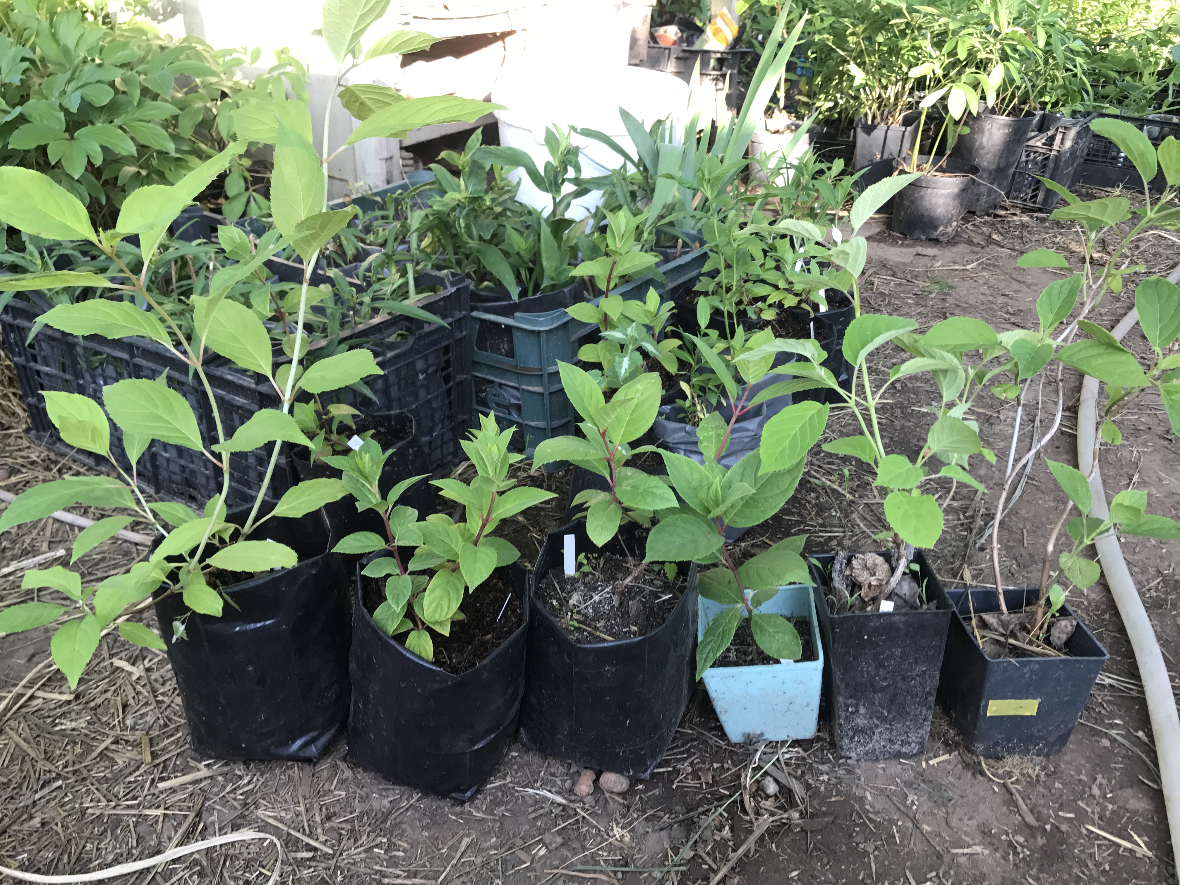 ����� ���� �������. ������� 16-17 ����. ������������ �������� ��� ������ ���� �� �������� ��������� ������������� ������� Savgarden. ��� � ��� � �������. ����� 2