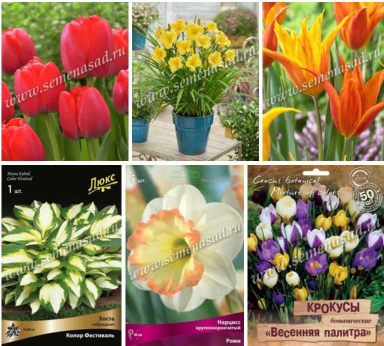 ��� ����� �����-2! ��������, ��������, �������, ��������, �����, ����� �� ������������ �o�sk �� ����� 2021