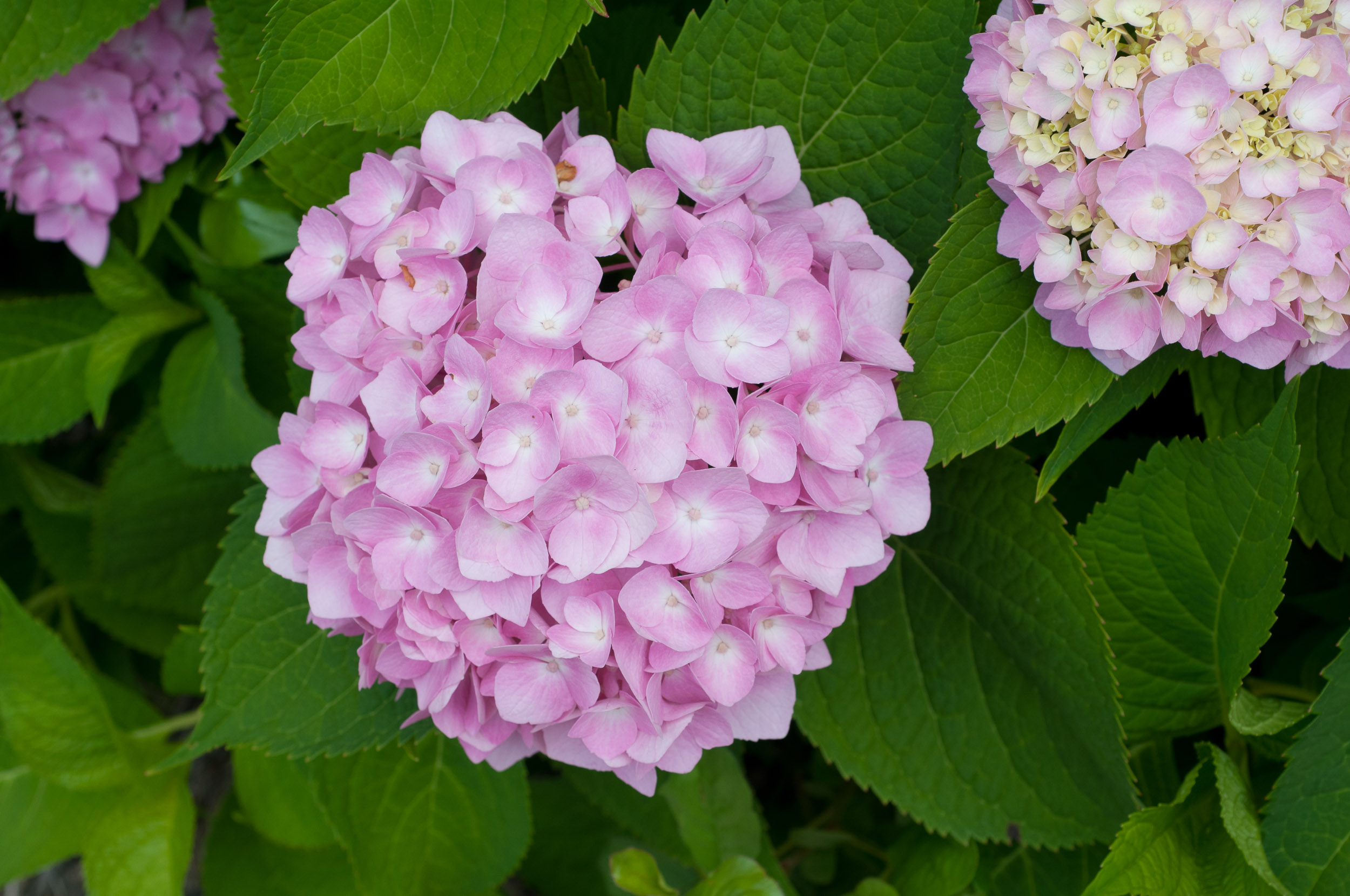 �������� ���� �� 21.06. ���������-��������� �������! ���������, ���������, ����������, �������, �������, ������. ��������,������ , ���������, ��������� � ������. ��� ����!!!!