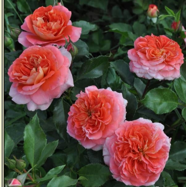 ���� ������� �� 2 ����. ���� �����-���������, ���������, ������� �������� ��������, �������, ���������, �����, ������������ ��������. �������� ����, ����� �� ����������